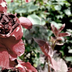 See Through Dresses - self titled LP